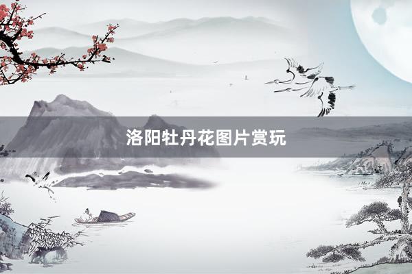 洛阳牡丹花图片赏玩